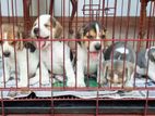 Beagle Puppies