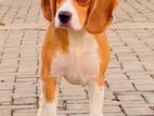 Beagle Puppies