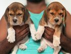 Beagle Puppies
