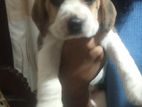 Beagle Puppies