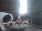 Beagle Puppies