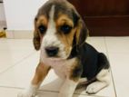 Beagle Puppies