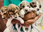 Beagle Puppies