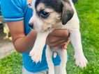 Beagle Puppies