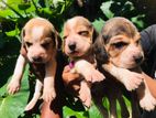 Beagle Puppies