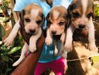 Beagle Puppies