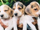 Beagle puppies