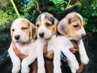 Beagle puppies