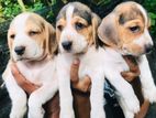 Beagle Puppies