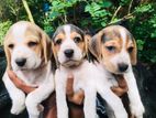 Beagle Puppies