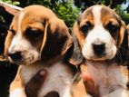 Beagle Puppies