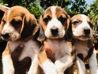 Beagle Puppies