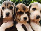 Beagle Puppies