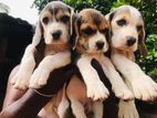 Beagle Puppies