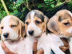 Beagle puppies