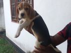 Beagle puppies