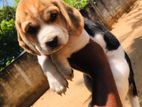 Beagle Puppies