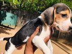 Beagle puppies