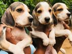 Beagle Puppies