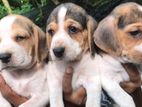 Beagle Puppies