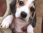 Beagle Puppies