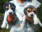 Beagle Puppies