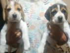 Beagle Puppies