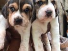 Beagle Puppies