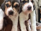 Beagle Puppies