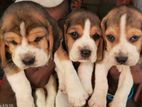 Beagle Puppies