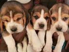 Beagle Puppies