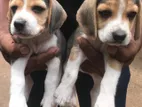 Beagle Puppies