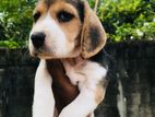 Beagle Puppies