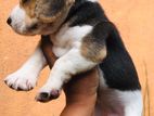 Beagle Puppies
