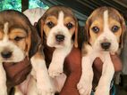 Beagle puppies