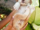 Beagle Puppies