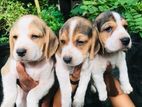 Beagle Puppies