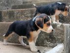 Beagle Puppies