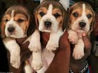 Beagle Puppies
