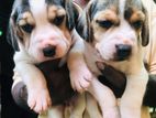 Beagle Puppies