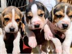 Beagle Puppies