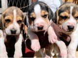 Beagle Puppies