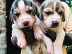 Beagle Puppies