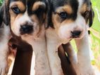Beagle Puppies