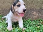Beagle Puppies