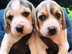 Beagle Puppies
