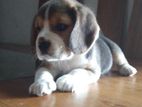 Beagle Puppies