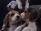 Beagle Puppies