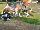 Beagle Puppies