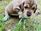 Beagle Puppies